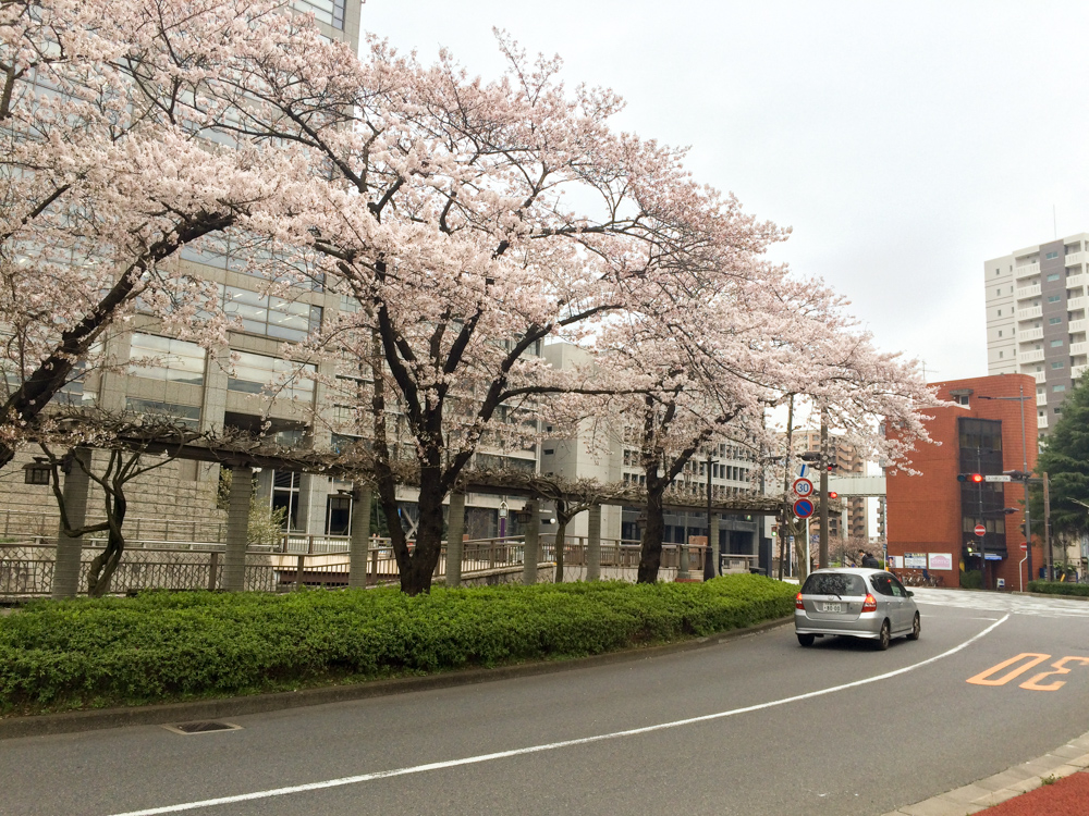 北欧輸入住宅、スウェーデンの家の役所調査の帰り。千葉県庁前は桜がきれいでした。